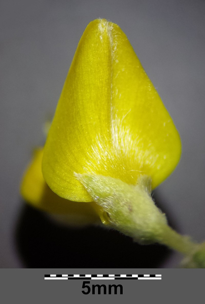 Pflanzenbild gross Behaarter Ginster - Genista pilosa