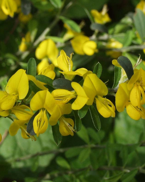 Pflanzenbild gross Behaarter Ginster - Genista pilosa
