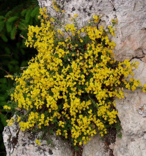 Pflanzenbild gross Behaarter Ginster - Genista pilosa