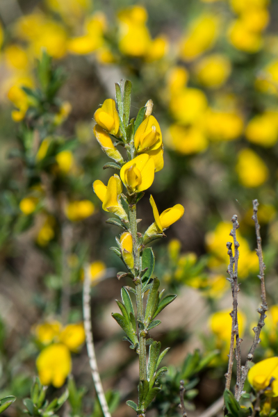 Pflanzenbild gross Behaarter Ginster - Genista pilosa
