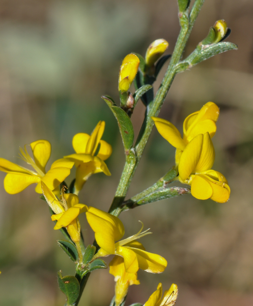 Pflanzenbild gross Behaarter Ginster - Genista pilosa