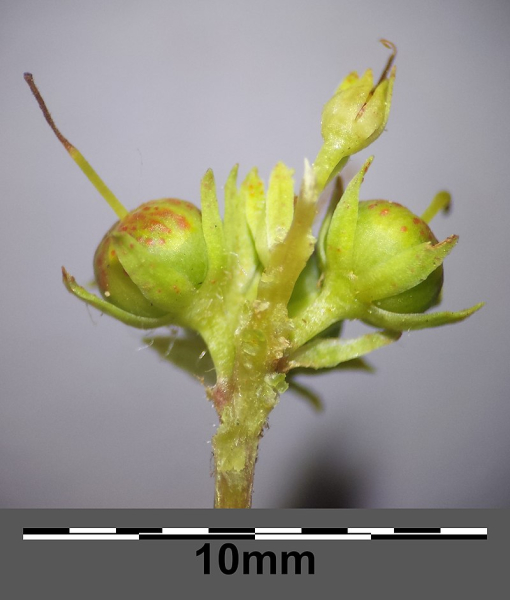 Pflanzenbild gross Strauss-Gilbweiderich - Lysimachia thyrsiflora