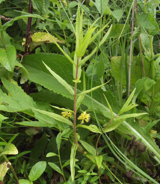 Pflanzenbild gross Strauss-Gilbweiderich - Lysimachia thyrsiflora