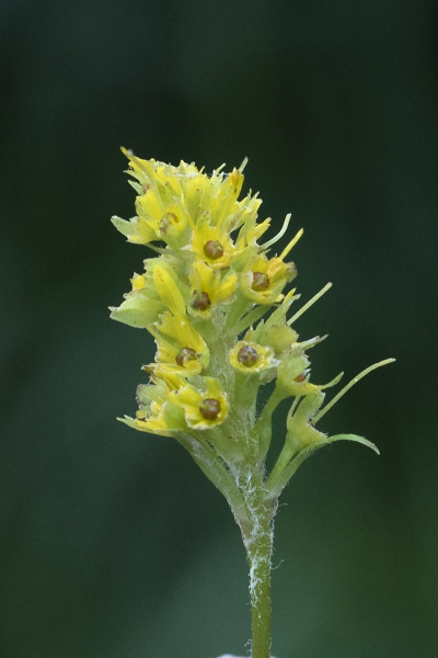 Pflanzenbild gross Strauss-Gilbweiderich - Lysimachia thyrsiflora