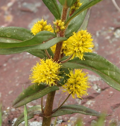 Pflanzenbild gross Strauss-Gilbweiderich - Lysimachia thyrsiflora