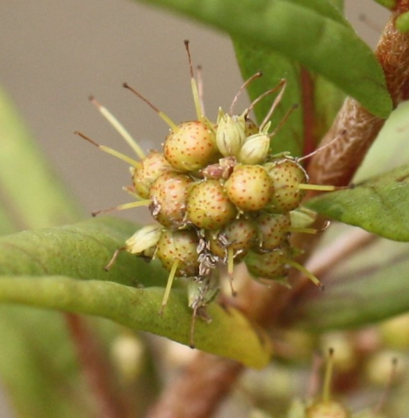 Pflanzenbild gross Strauss-Gilbweiderich - Lysimachia thyrsiflora