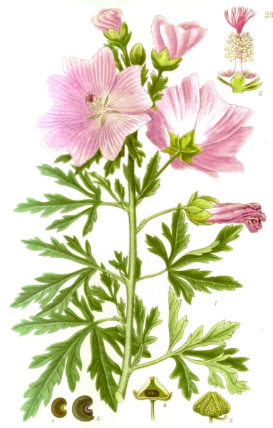 Pflanzenbild gross Sigmarswurz - Malva alcea
