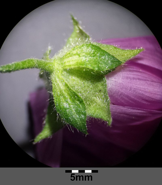 Pflanzenbild gross Sigmarswurz - Malva alcea