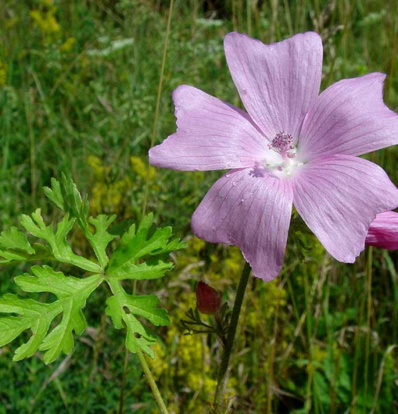 Pflanzenbild gross Sigmarswurz - Malva alcea