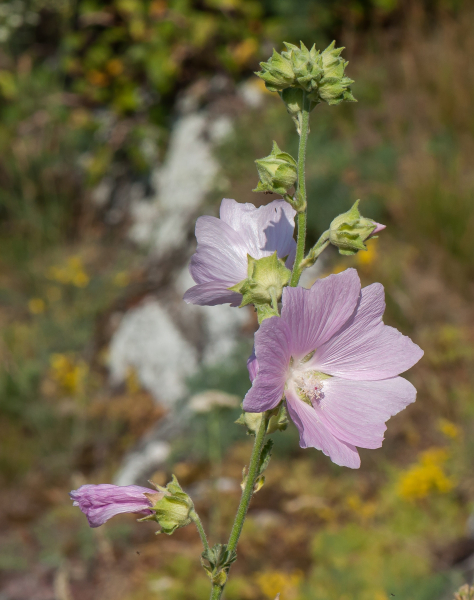 Pflanzenbild gross Sigmarswurz - Malva alcea