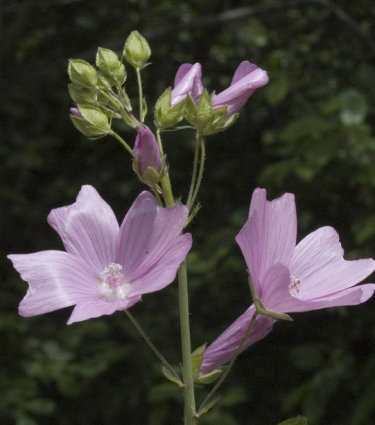 Pflanzenbild gross Sigmarswurz - Malva alcea