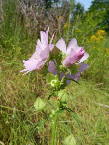 Pflanzenbild gross Sigmarswurz - Malva alcea