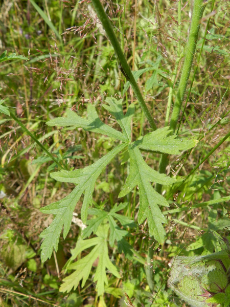 Pflanzenbild gross Sigmarswurz - Malva alcea