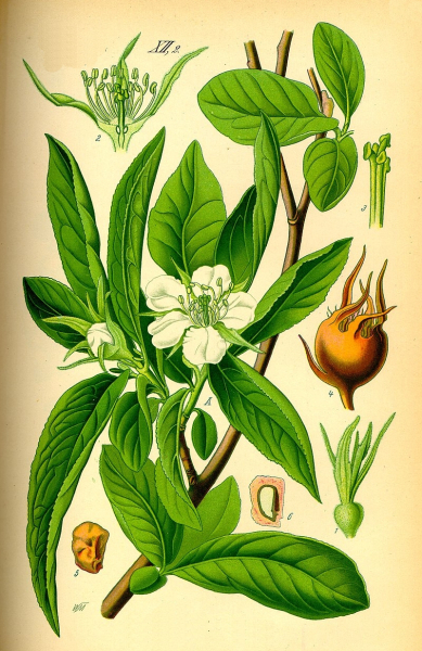 Pflanzenbild gross Echte Mispel - Mespilus germanica