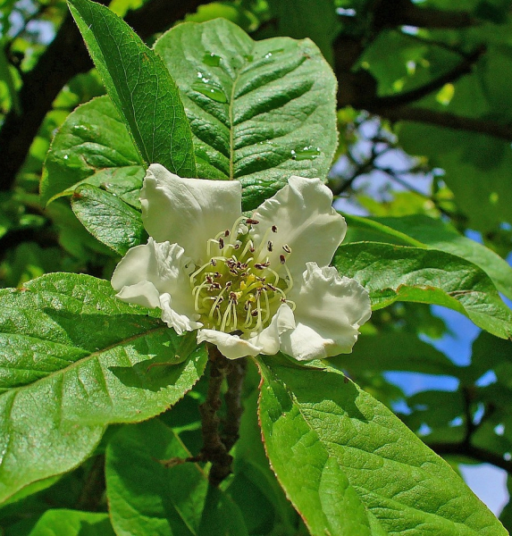 Pflanzenbild gross Echte Mispel - Mespilus germanica