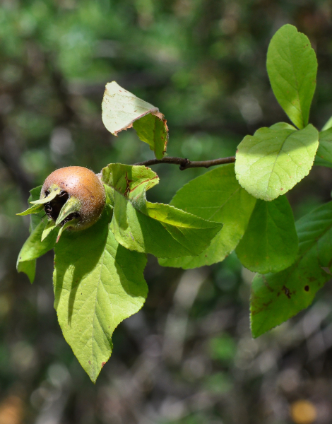Pflanzenbild gross Echte Mispel - Mespilus germanica