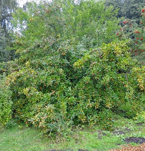 Pflanzenbild gross Echte Mispel - Mespilus germanica