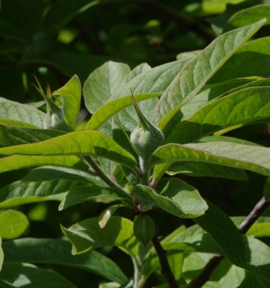 Pflanzenbild gross Echte Mispel - Mespilus germanica