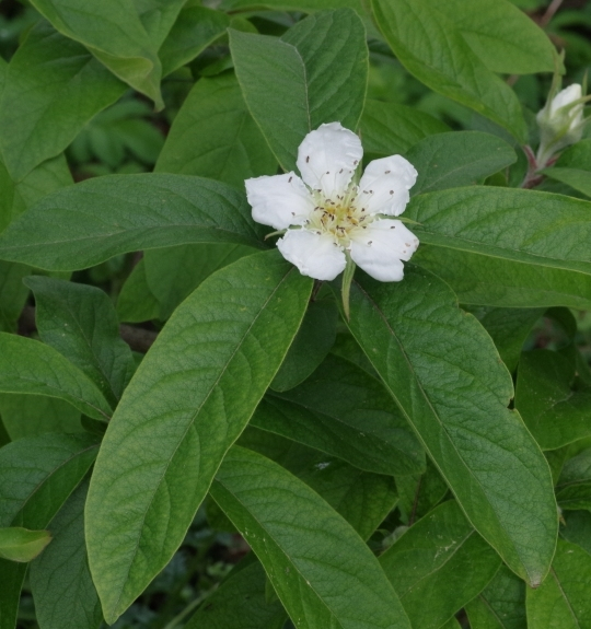 Pflanzenbild gross Echte Mispel - Mespilus germanica