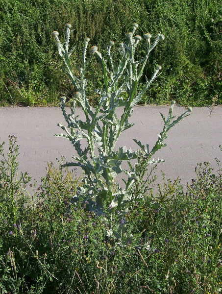 Pflanzenbild gross Eselsdistel - Onopordum acanthium