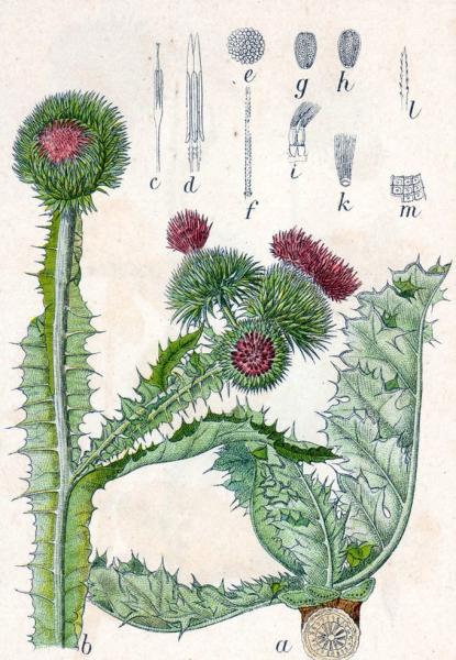 Pflanzenbild gross Eselsdistel - Onopordum acanthium