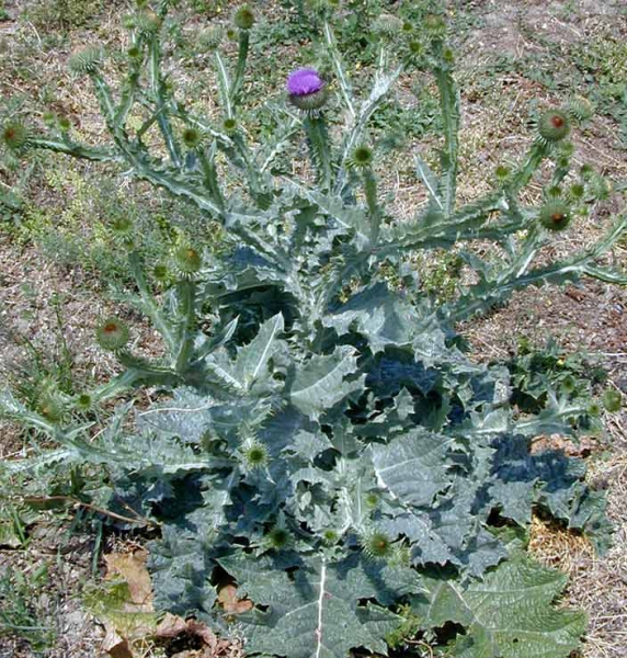 Pflanzenbild gross Eselsdistel - Onopordum acanthium