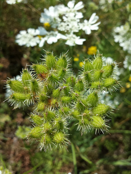 Pflanzenbild gross Grossblütiger Breitsame - Orlaya grandiflora
