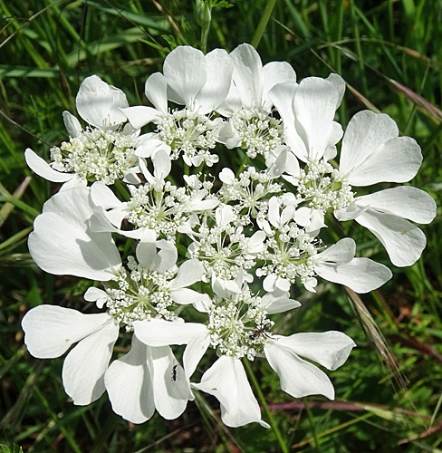 Pflanzenbild gross Grossblütiger Breitsame - Orlaya grandiflora