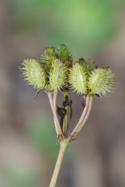 Pflanzenbild gross Grossblütiger Breitsame - Orlaya grandiflora