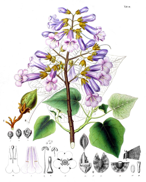 Pflanzenbild gross Blauglockenbaum - Paulownia tomentosa