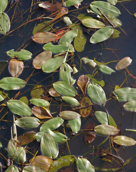 Pflanzenbild gross Schwimmendes Laichkraut - Potamogeton natans