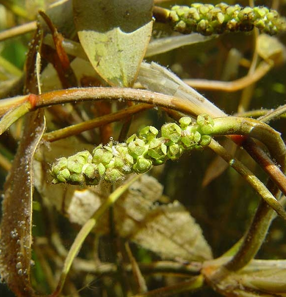 Pflanzenbild gross Schwimmendes Laichkraut - Potamogeton natans