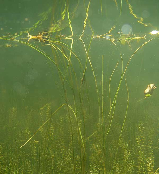 Pflanzenbild gross Schwimmendes Laichkraut - Potamogeton natans