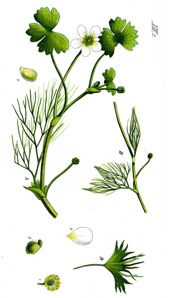 Pflanzenbild gross Gemeiner Wasserhahnenfuss - Ranunculus aquatilis aggr.