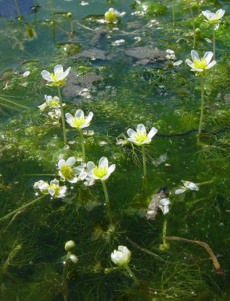 Pflanzenbild gross Gemeiner Wasserhahnenfuss - Ranunculus aquatilis aggr.