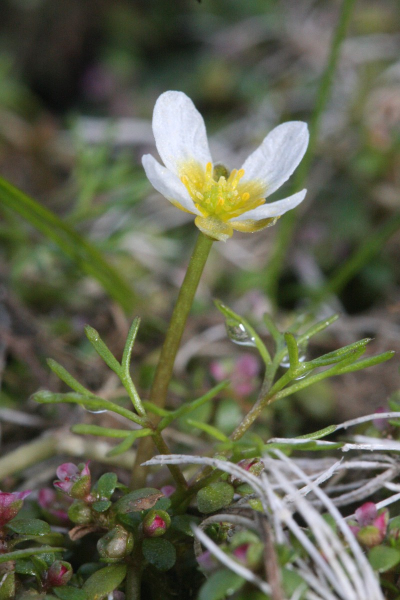 Pflanzenbild gross Gemeiner Wasserhahnenfuss - Ranunculus aquatilis aggr.