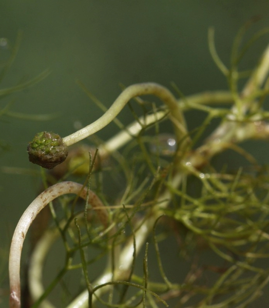Pflanzenbild gross Gemeiner Wasserhahnenfuss - Ranunculus aquatilis aggr.