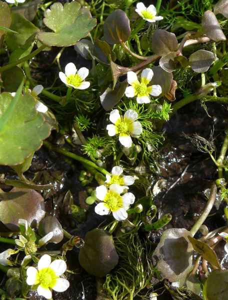 Pflanzenbild gross Gemeiner Wasserhahnenfuss - Ranunculus aquatilis aggr.