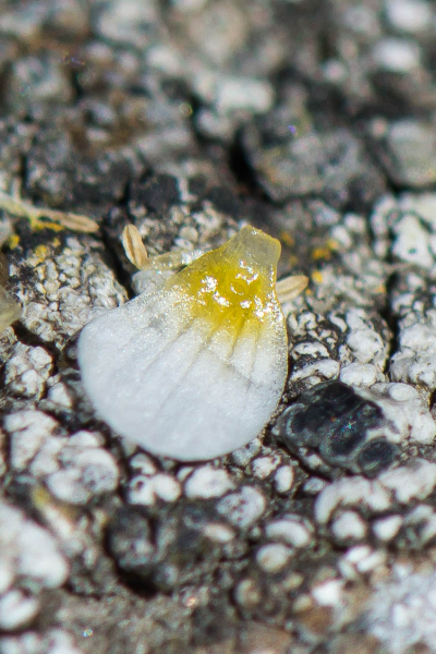 Pflanzenbild gross Gemeiner Wasserhahnenfuss - Ranunculus aquatilis aggr.