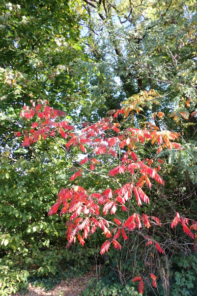 Pflanzenbild gross Essigbaum - Rhus typhina