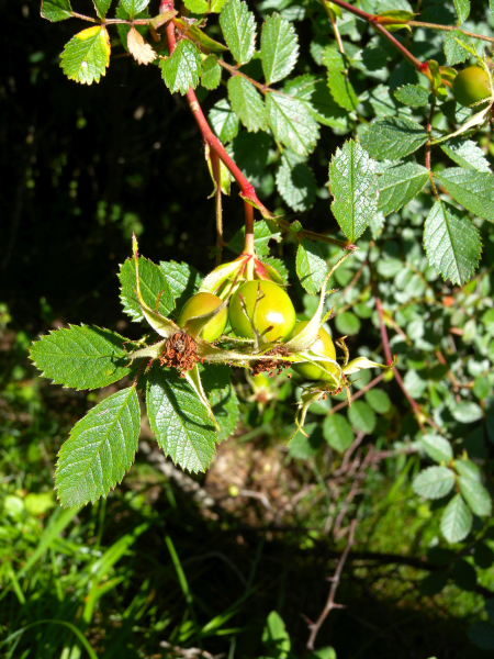 Pflanzenbild gross Duft-Rose - Rosa elliptica
