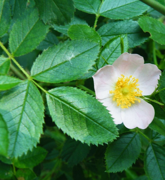 Pflanzenbild gross Duft-Rose - Rosa elliptica