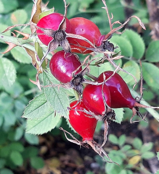 Pflanzenbild gross Duft-Rose - Rosa elliptica