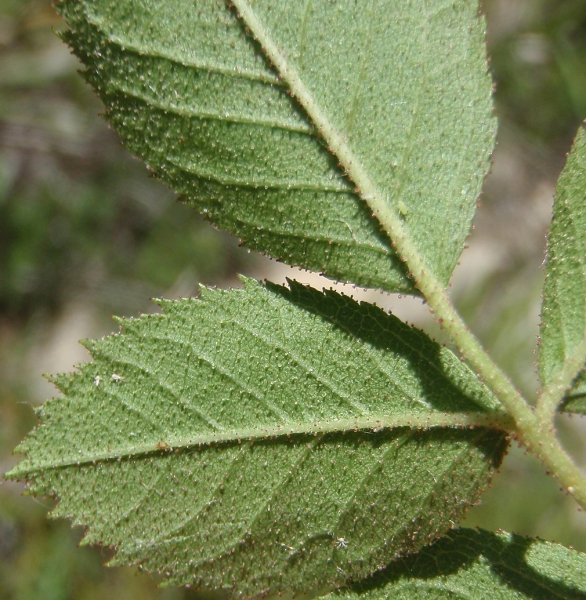 Pflanzenbild gross Duft-Rose - Rosa elliptica