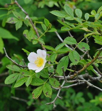 Pflanzenbild gross Duft-Rose - Rosa elliptica
