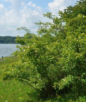 Pflanzenbild gross Duft-Rose - Rosa elliptica