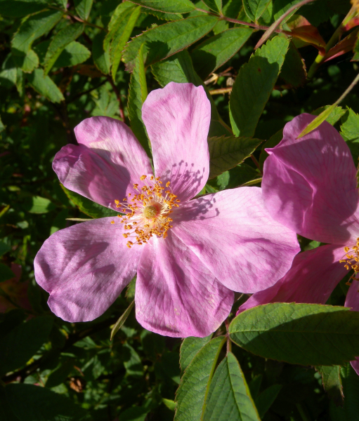 Pflanzenbild gross Zimt-Rose - Rosa majalis