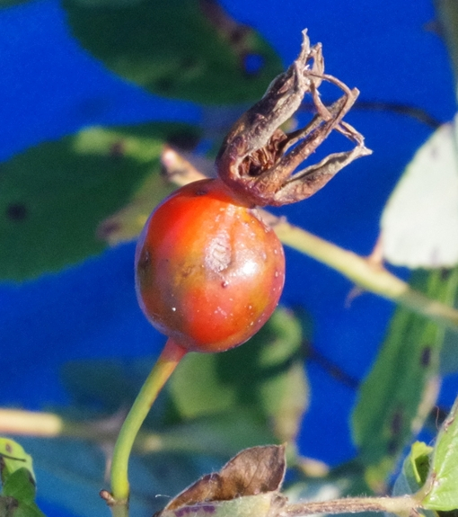 Pflanzenbild gross Zimt-Rose - Rosa majalis