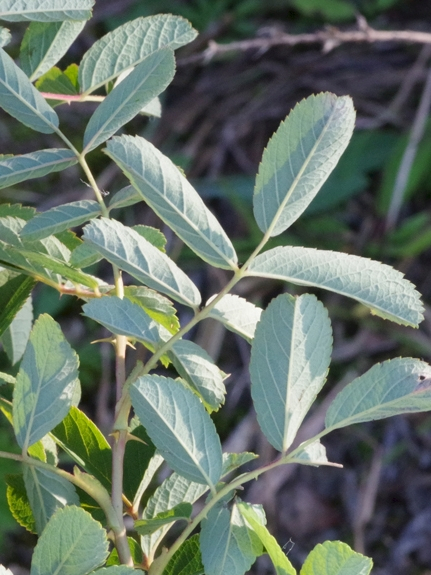 Pflanzenbild gross Zimt-Rose - Rosa majalis