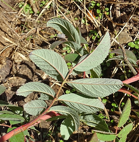 Pflanzenbild gross Zimt-Rose - Rosa majalis